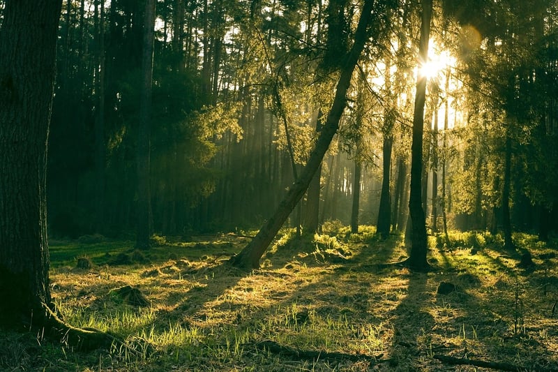 Enchanted Forests